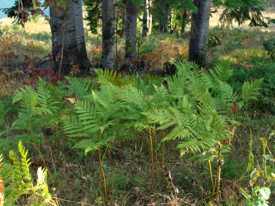 Папоротник орляк Дальневосточный