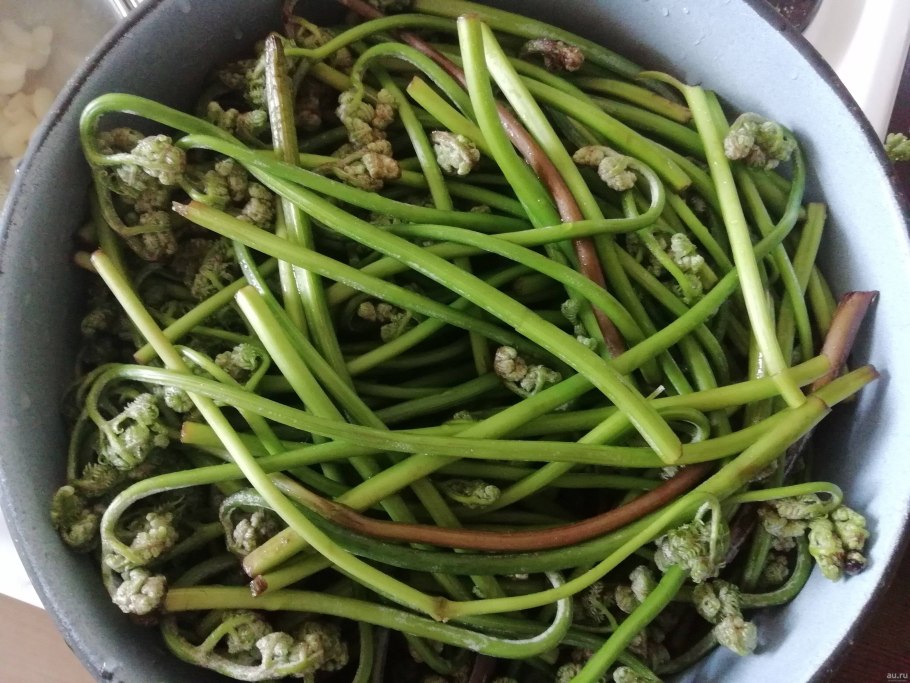 Съедобный папоротник орляк