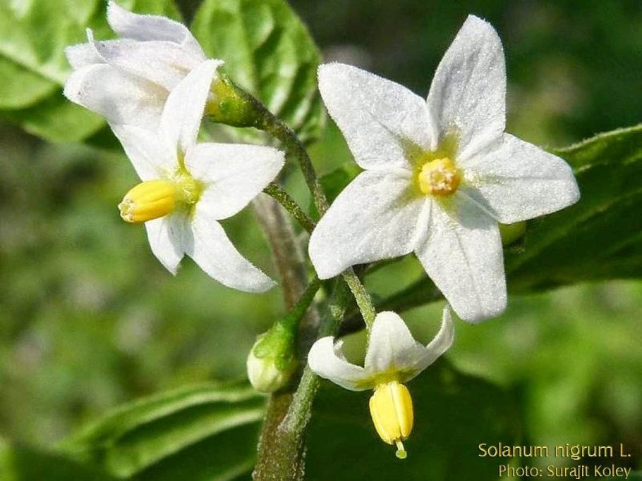 Паслен черный (Solanum nigrum)