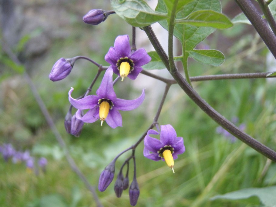 Belladonna цветок