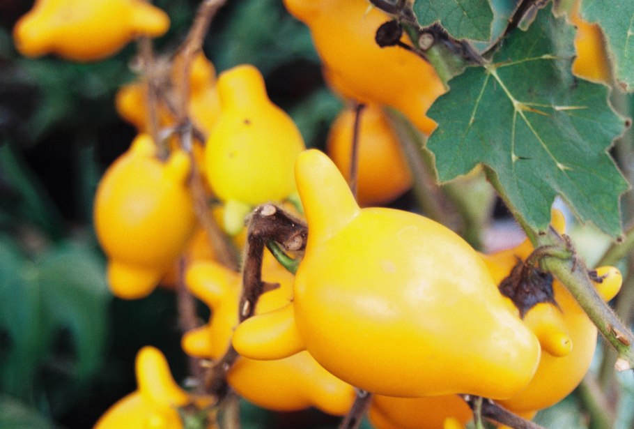 Паслен сосочковый Solanum mammosum