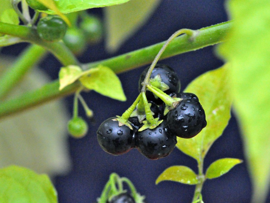 Пасленовые (Solanaceae)