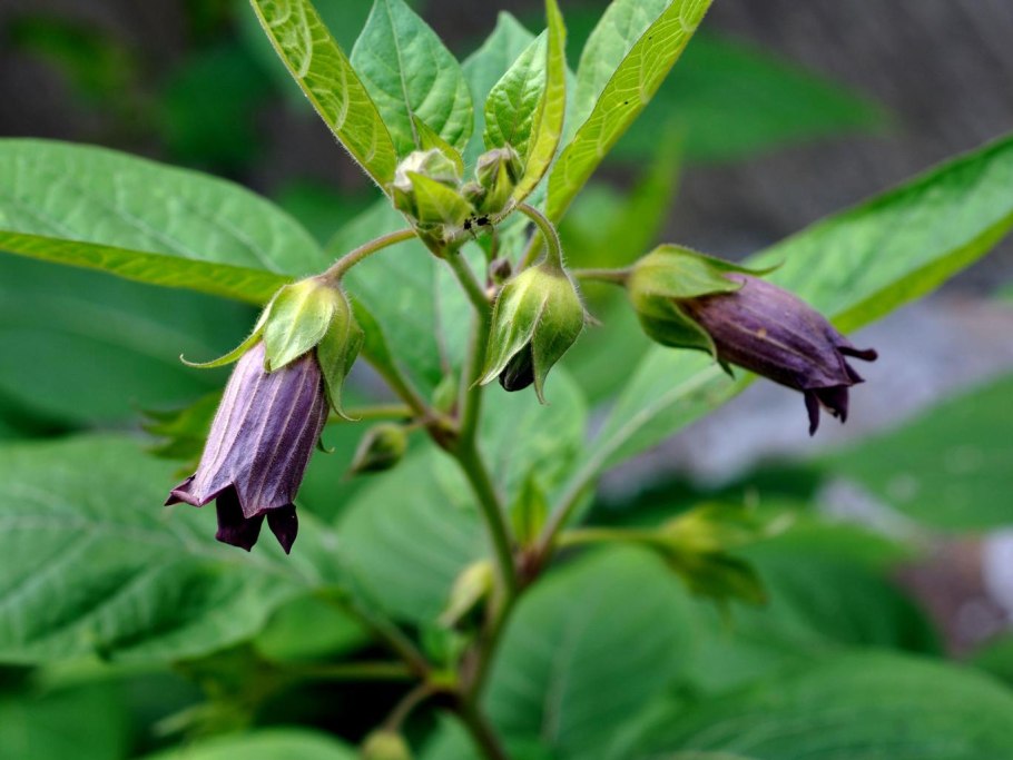 Deadly Nightshade растение
