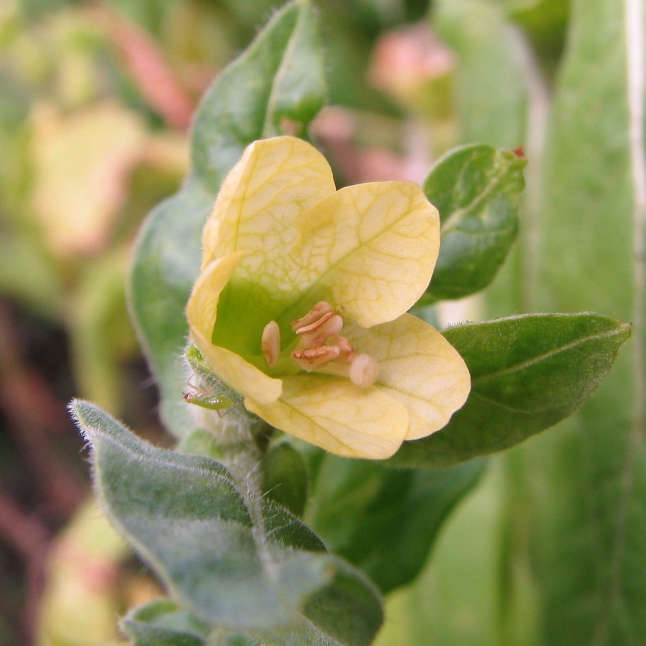 Hyoscyamus species