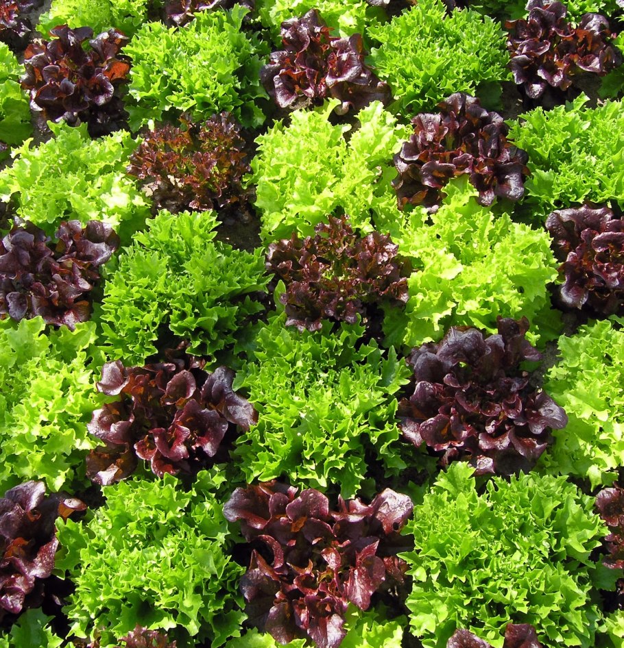 Капуста Калабрия