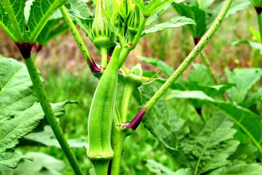 Зелень мангольд