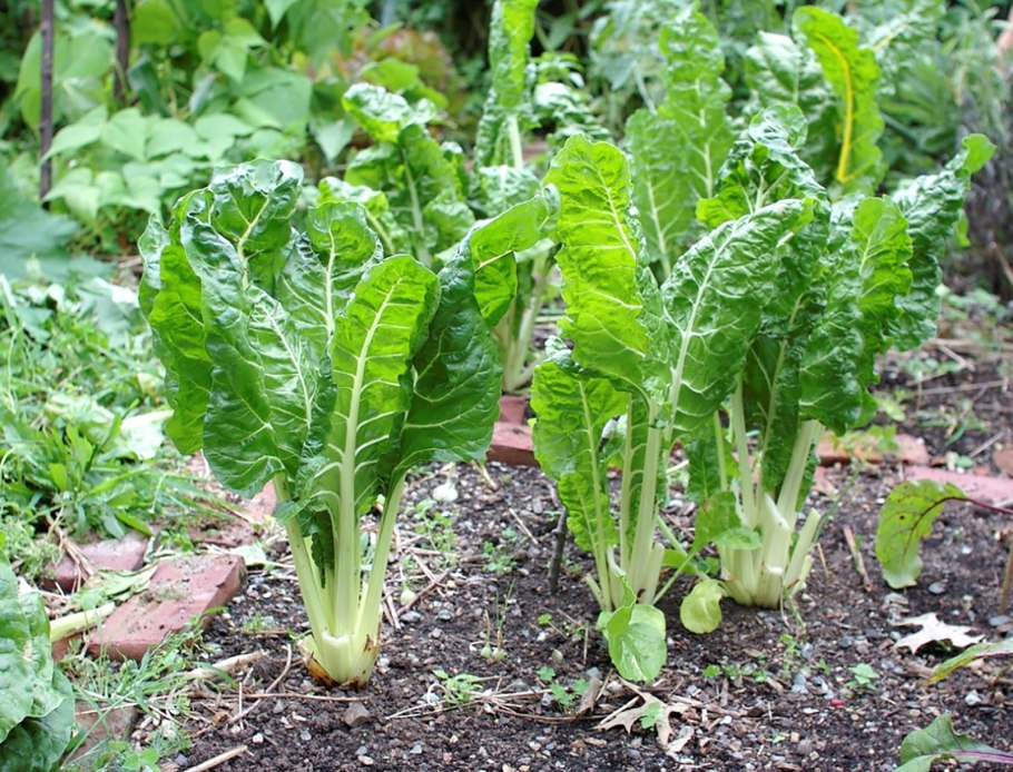 Патиссон белые 13 1г