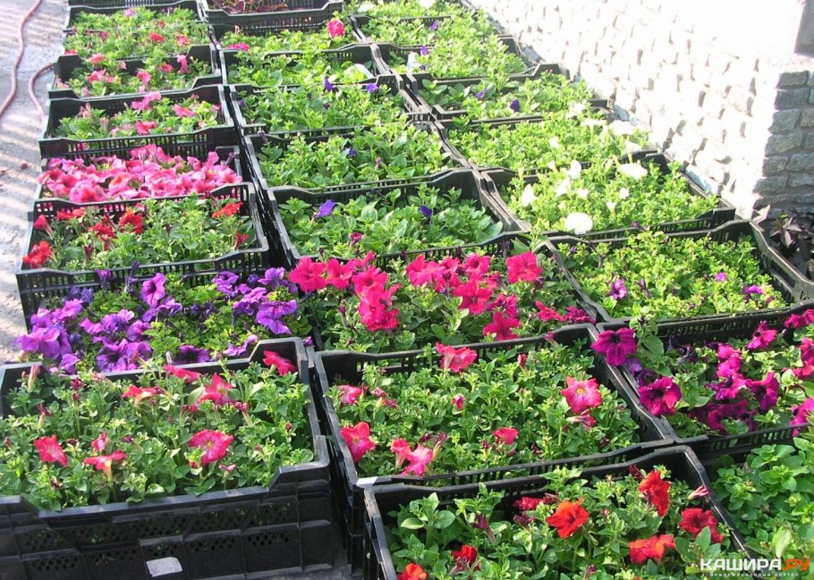 Мангольд красный швейцарский