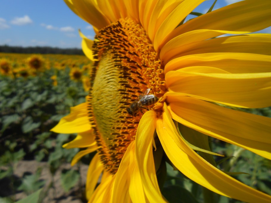 Мутация подсолнуха