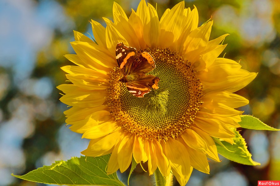 Подсолнечник сорт Лакомка