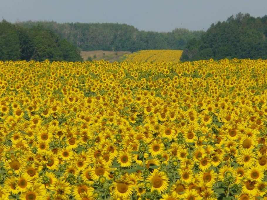 Подсолнечник медонос