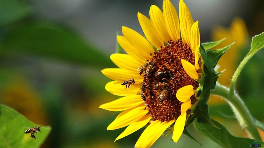 Подсолнухи фото на рабочий стол