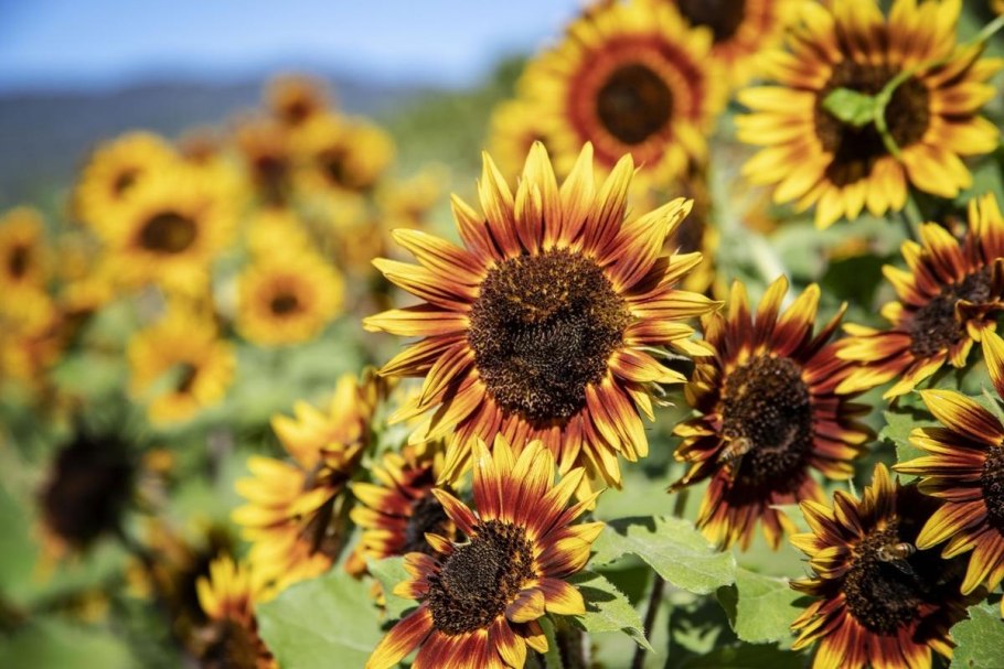 Подсолнечник Битюг