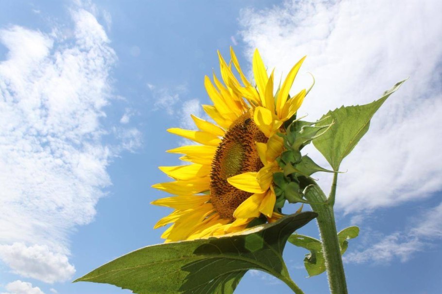 Подсолнухи Алтай