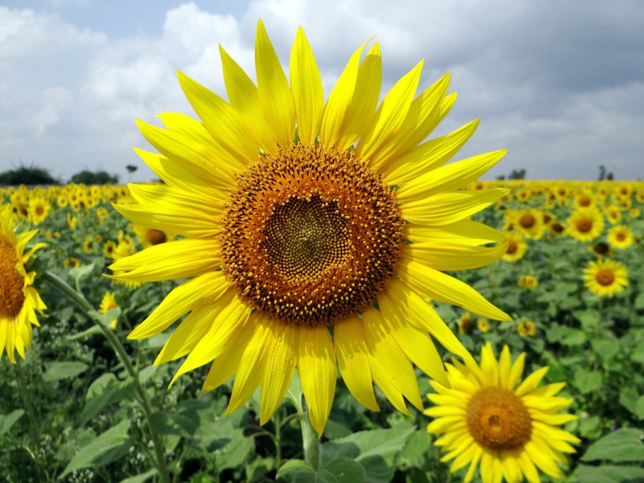 Подсолнечник однолетний Helianthus annuus l.