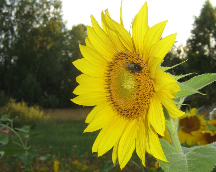 Подсолнечник кроп саентсмешок