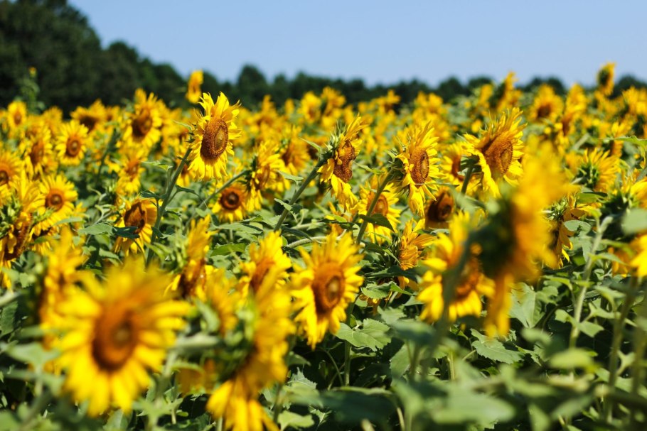 Краевые цветки подсолнечника