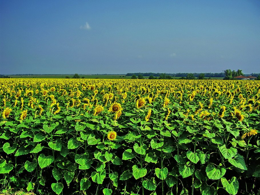 Подсолнечник однолетний Сириус