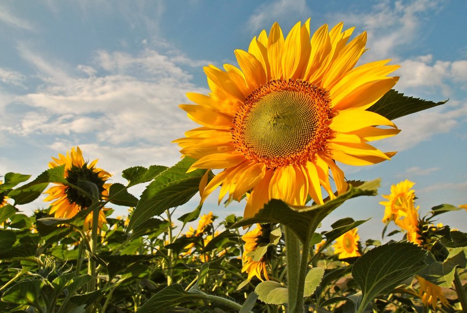 Подсолнечник полукустарник