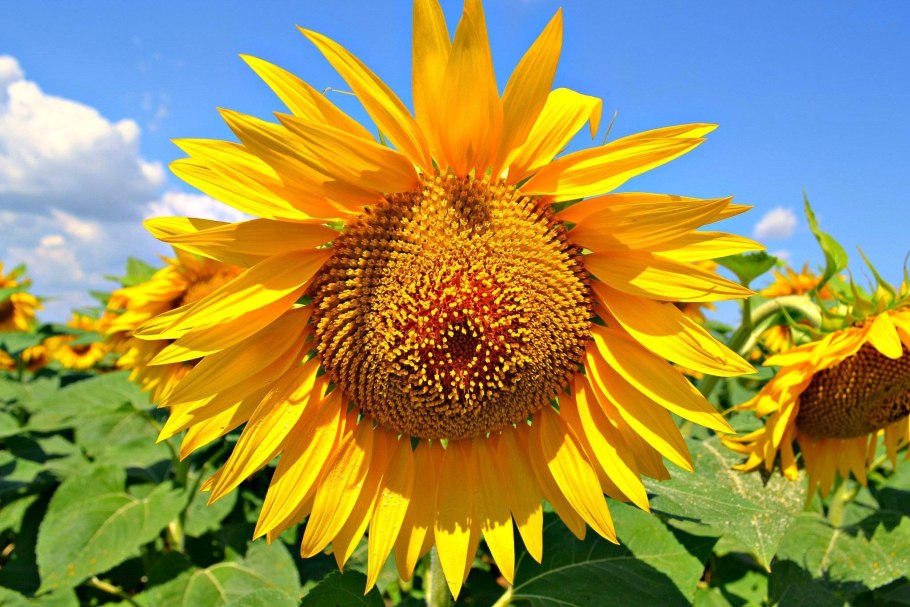 Пчелы на подсолнечнике