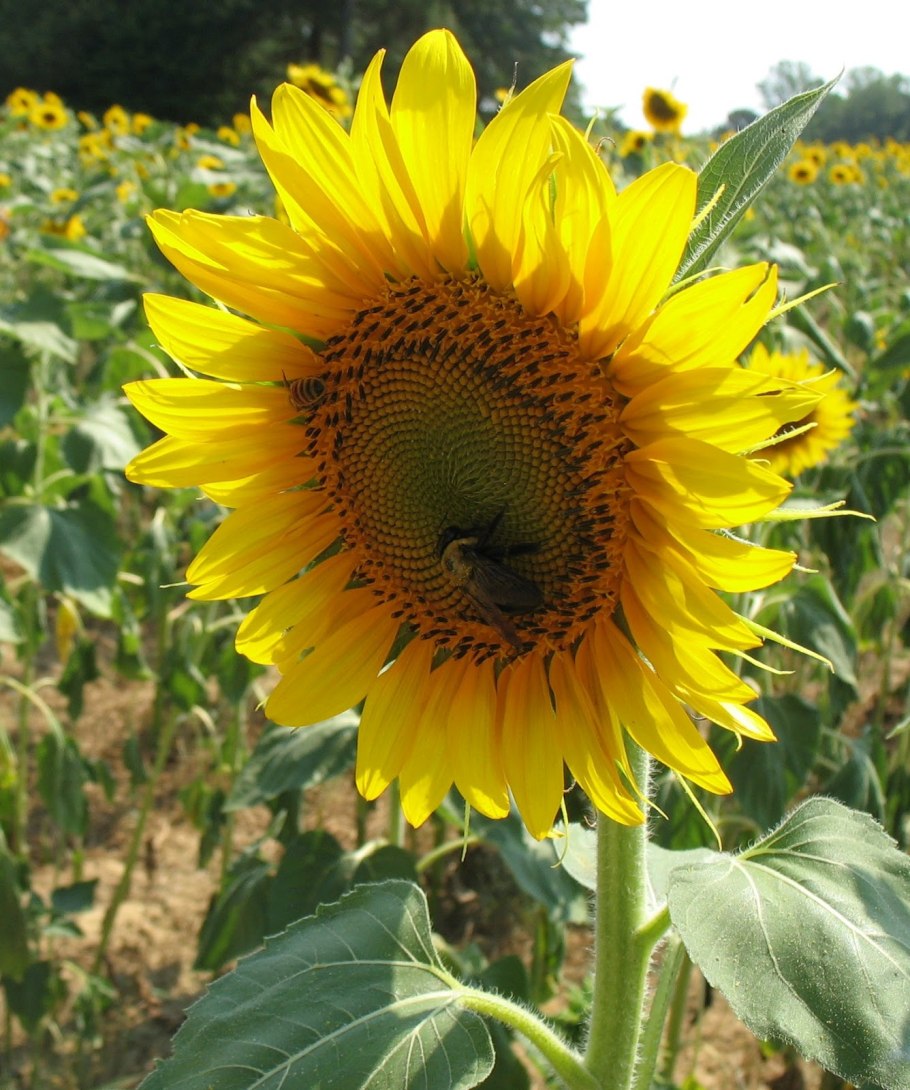 Пчелы на подсолнечнике