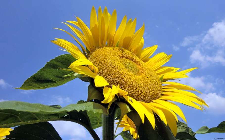 Подсолнечник гибрид Сурус