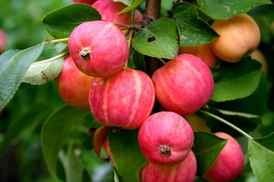 Сорта яблони Ранет