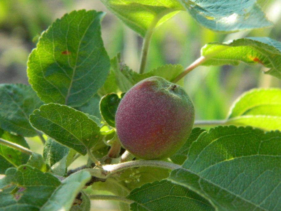 Яблоня мелкая завязь