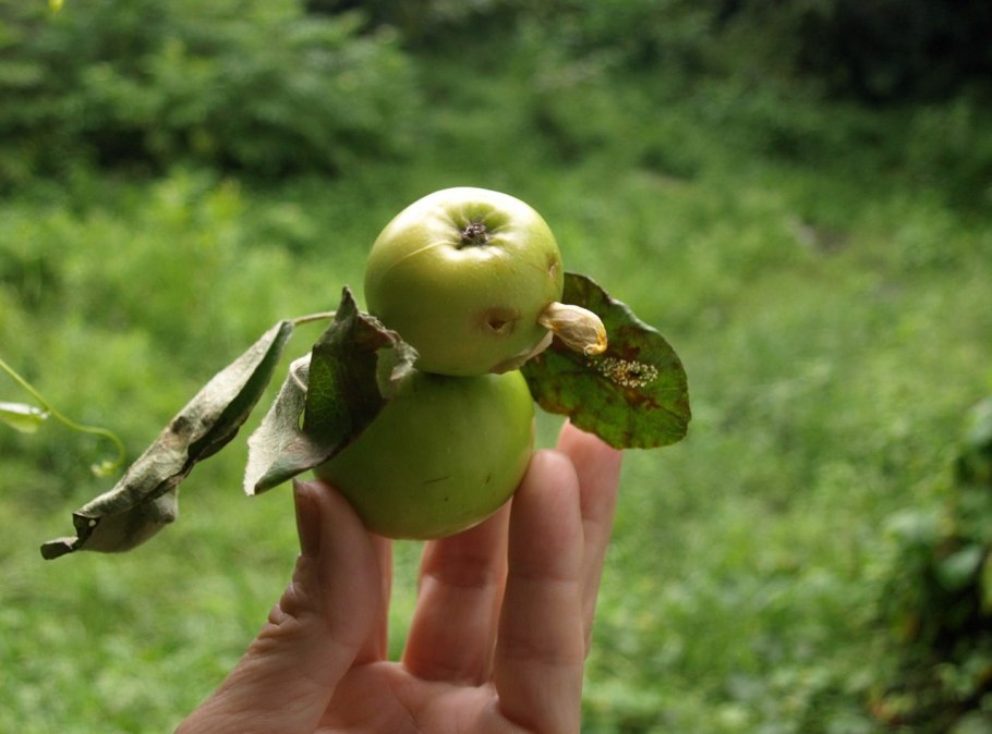 Неспелое яблоко
