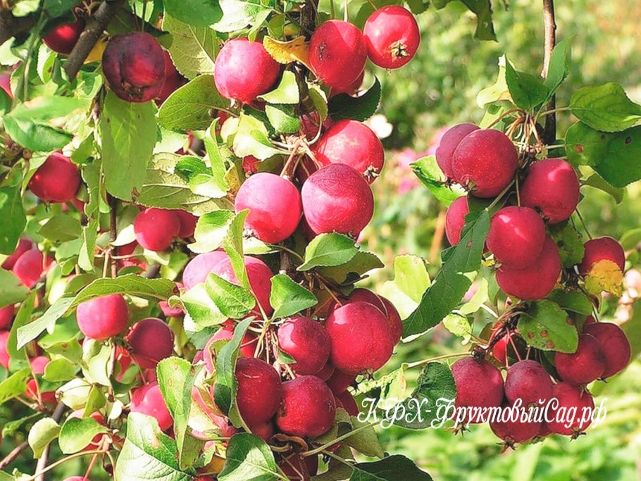 Яблоня китайка Керр яблоня китайка Керр