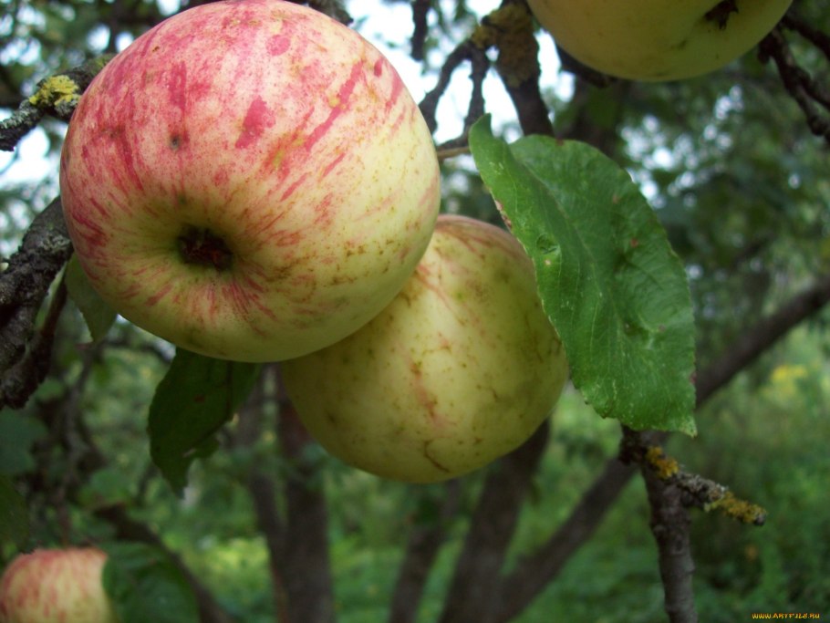 Спелые яблоки