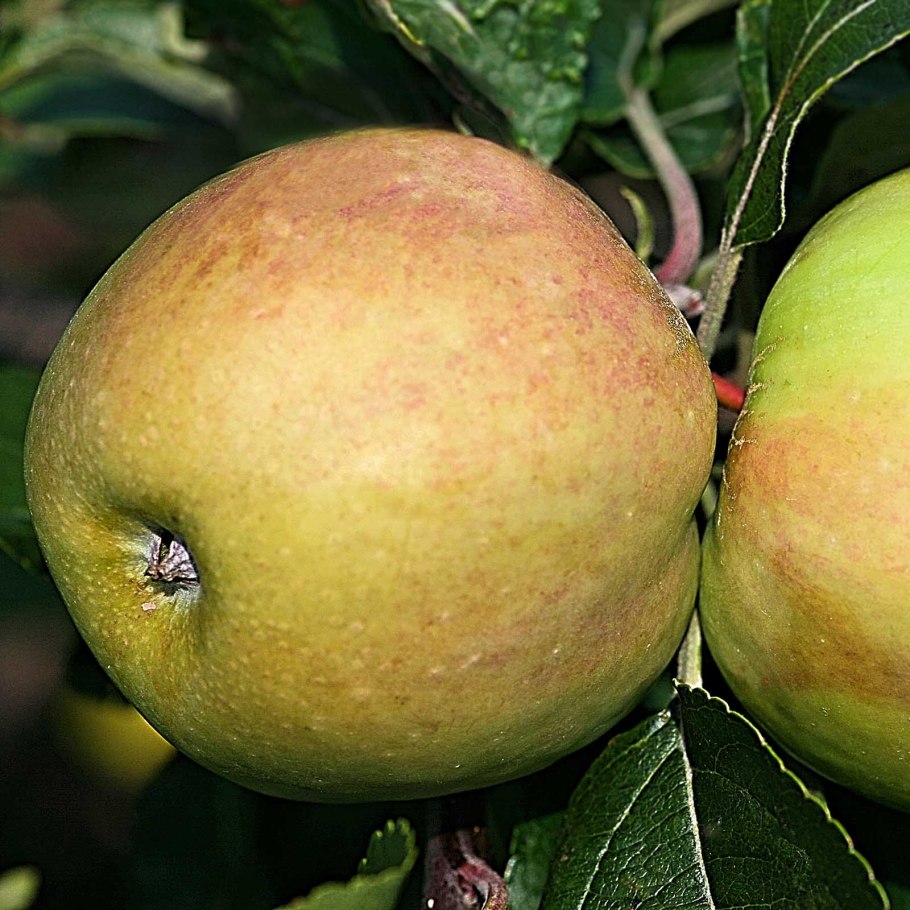 Яблоня Сибирская (Ранетки)