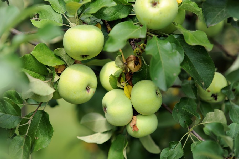 Яблоня Белянка новая