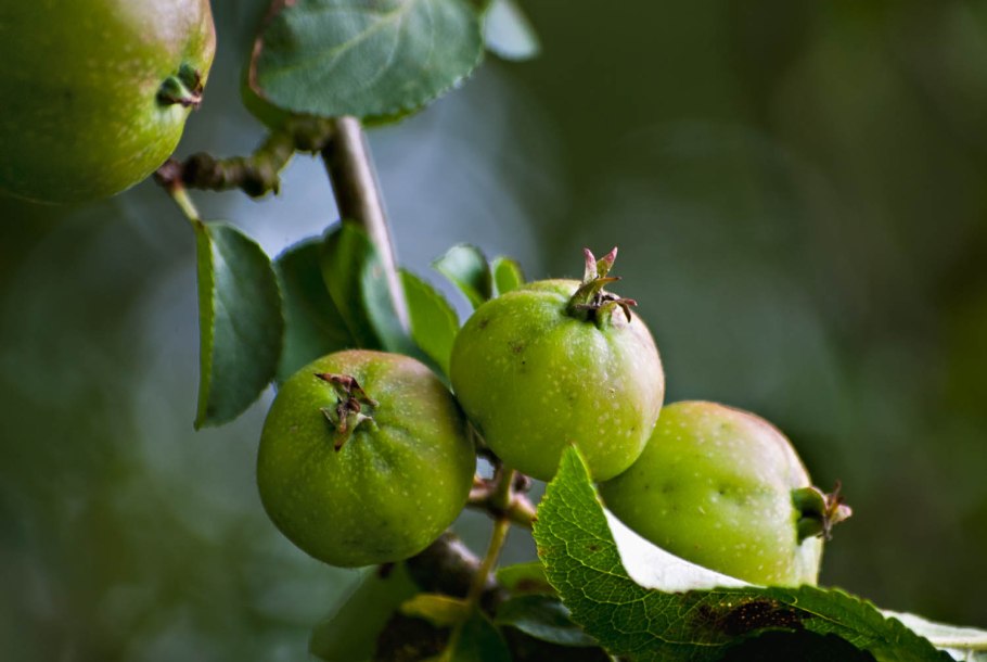 Яблоня Дикая Malus Sylvestris
