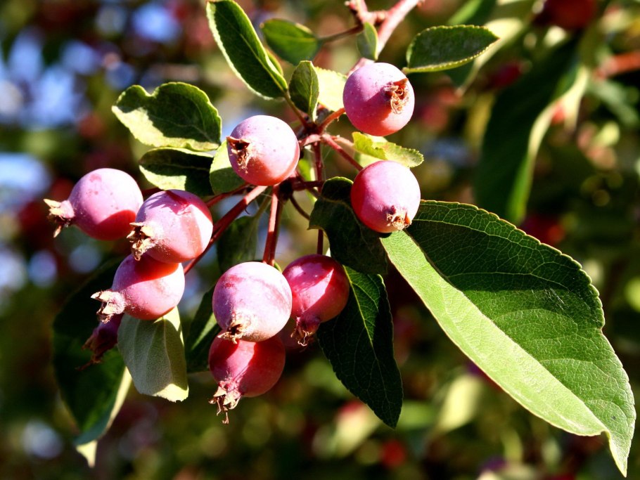 Мелкие яблочки