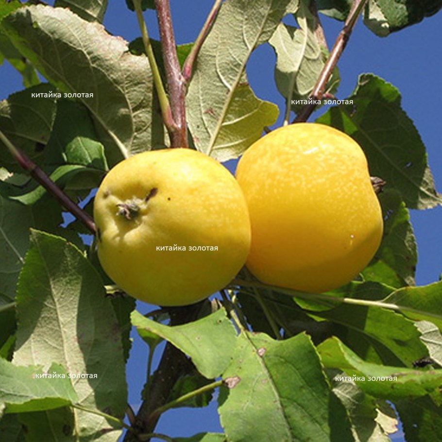 Яблоня китайка Керр
