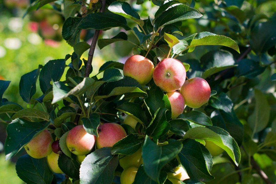 Ранетка яблоня