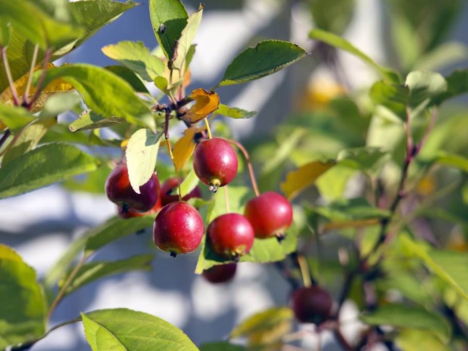 Яблоня Ранетка дичка