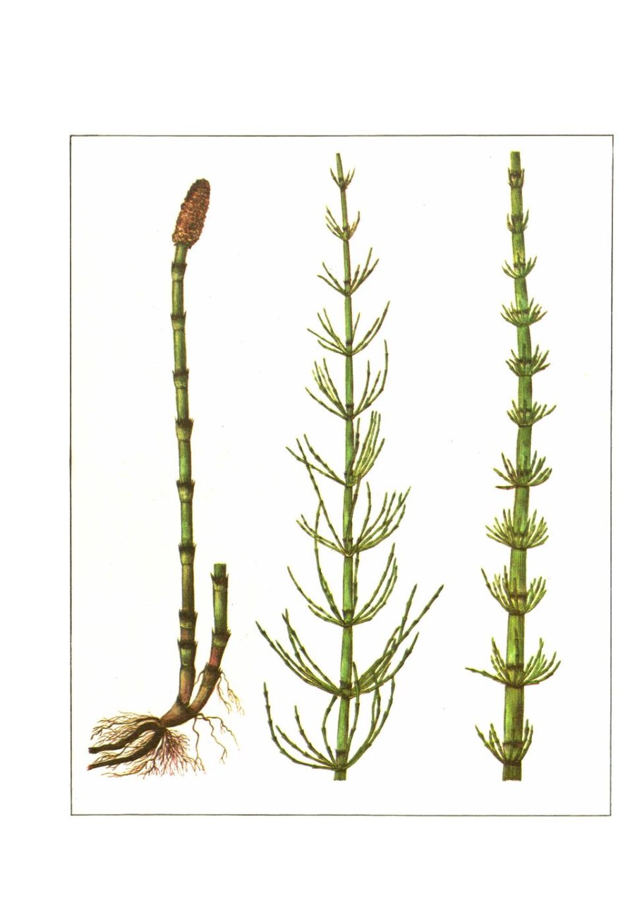 Хвощ полевой сорняк