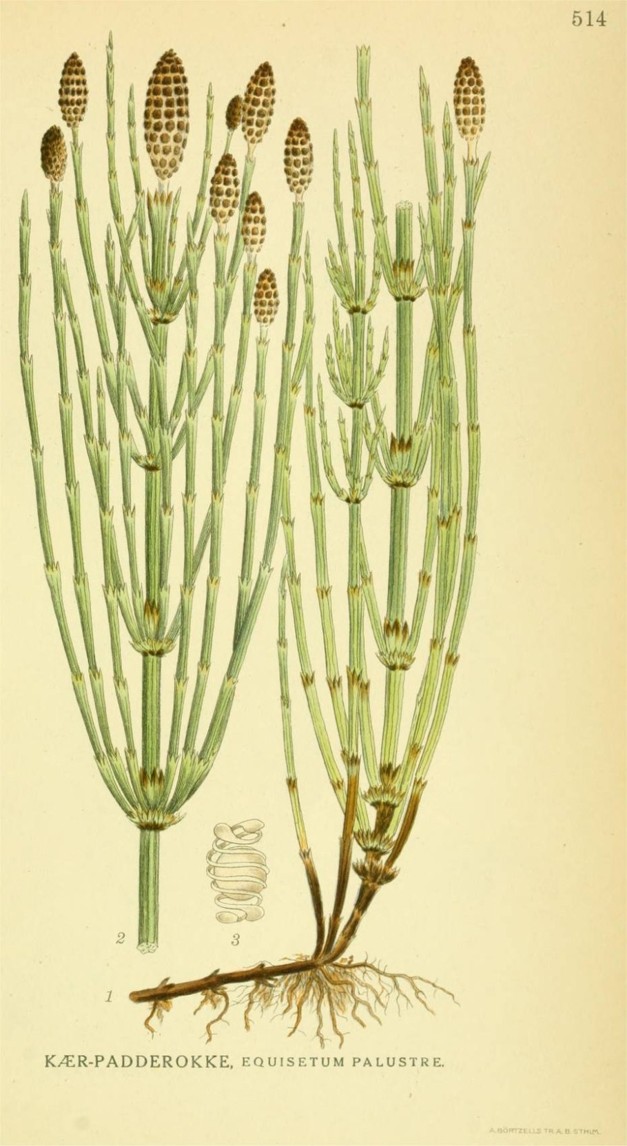 Хвощ зимующий Equisetum hyemale