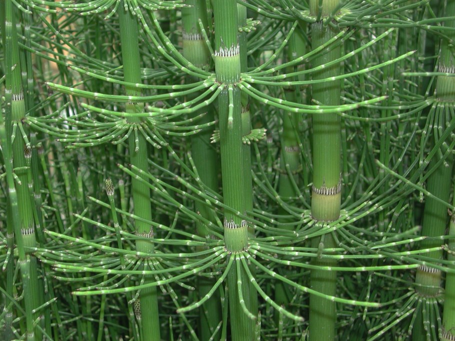 Хвощ гигантский Equisetum giganteum