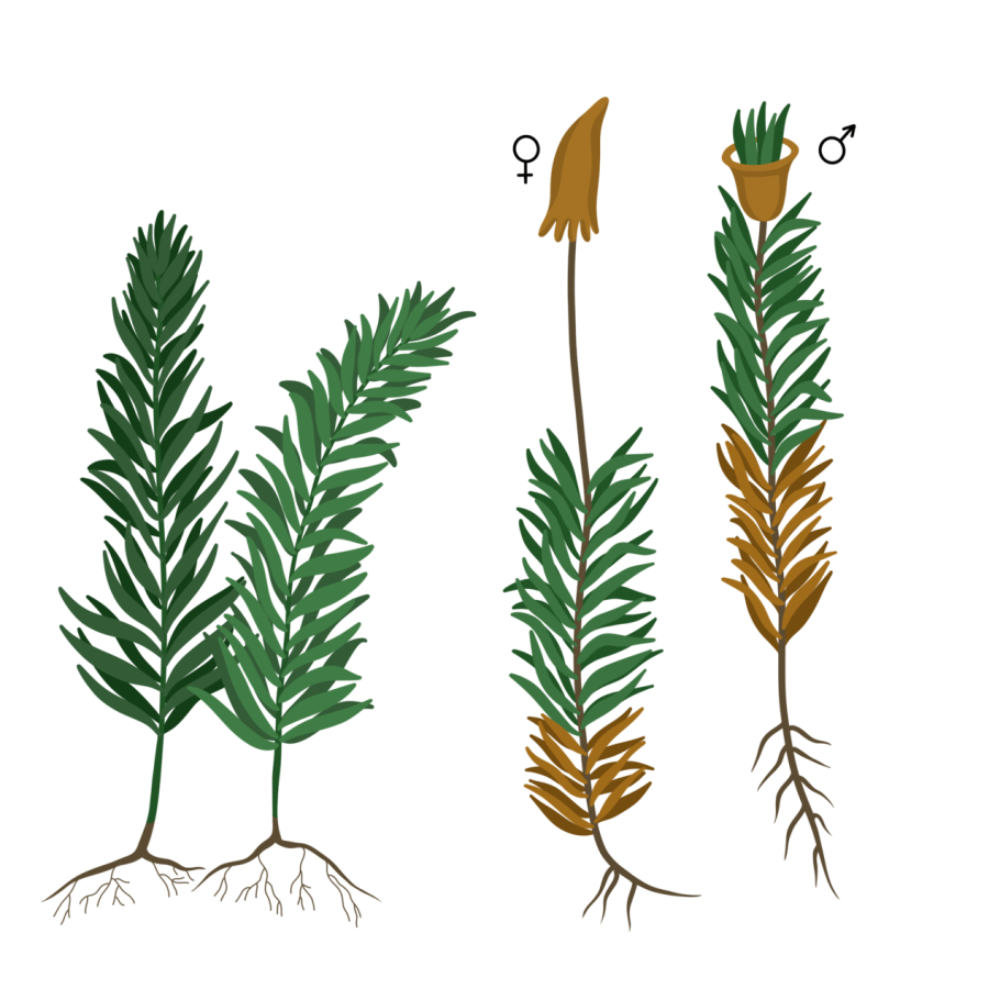 Мох Кукушкин лен ЕГЭ