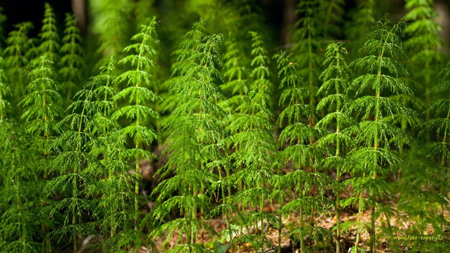 Хвощ Лесной Equisetum sylvaticum