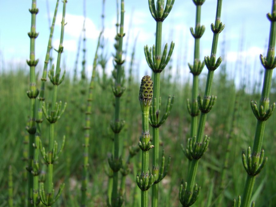Equisetum myriochaetum