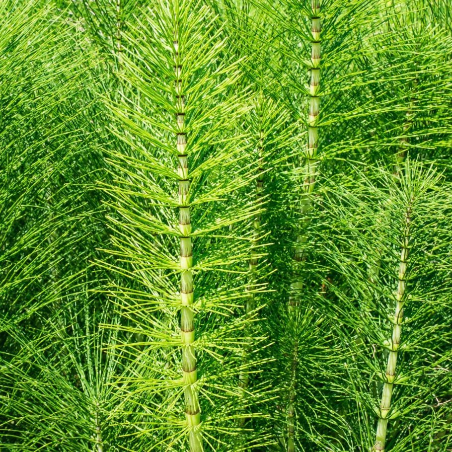 Хвощ болотный