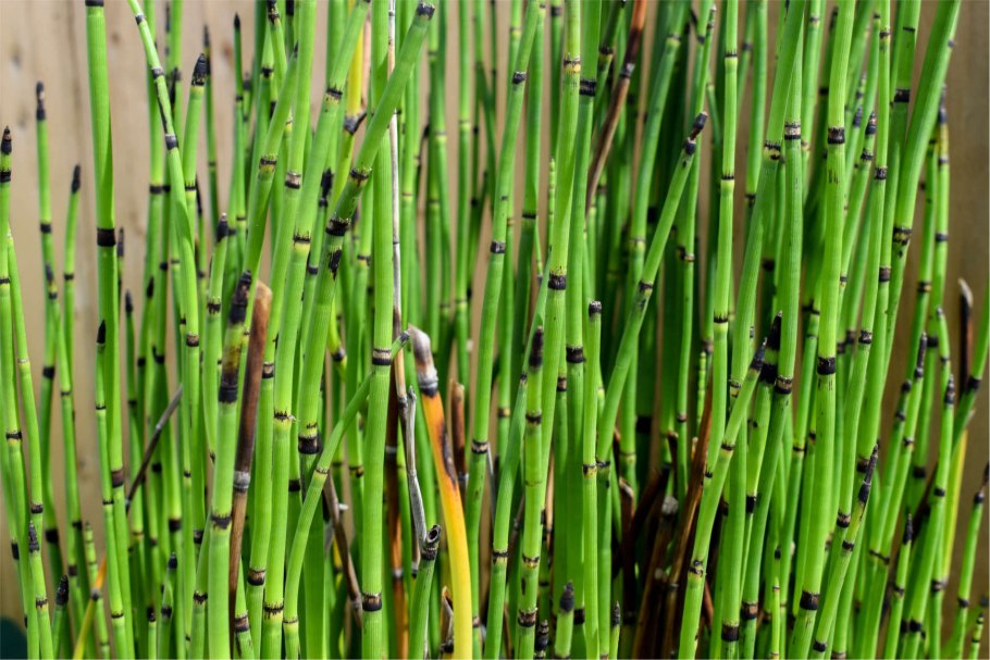 Хвощ зимующий equisetum hyemale