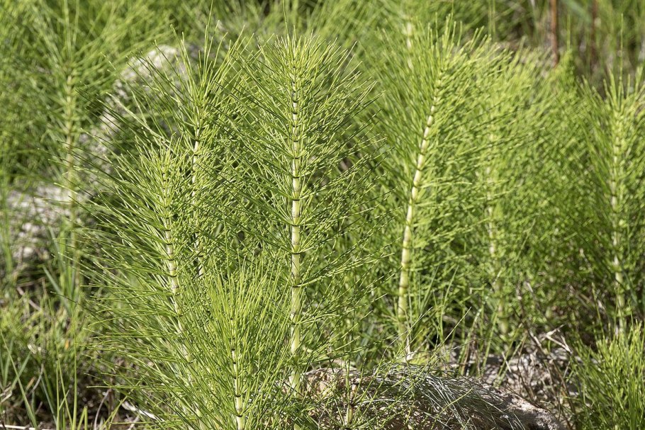 Horsetail Equisetum arvense растение