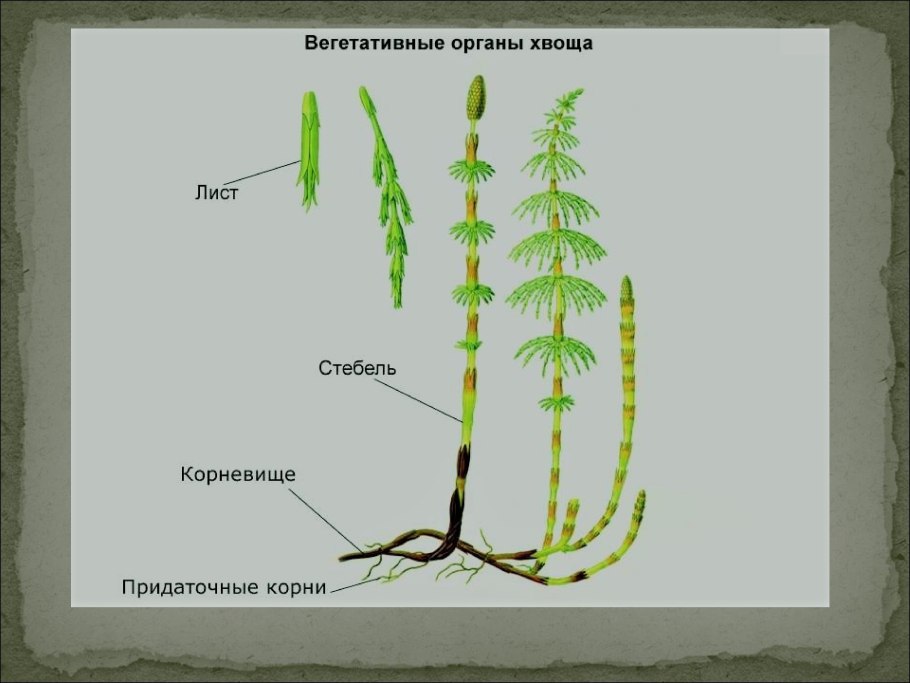 Хвощ большой Equisetum telmateia