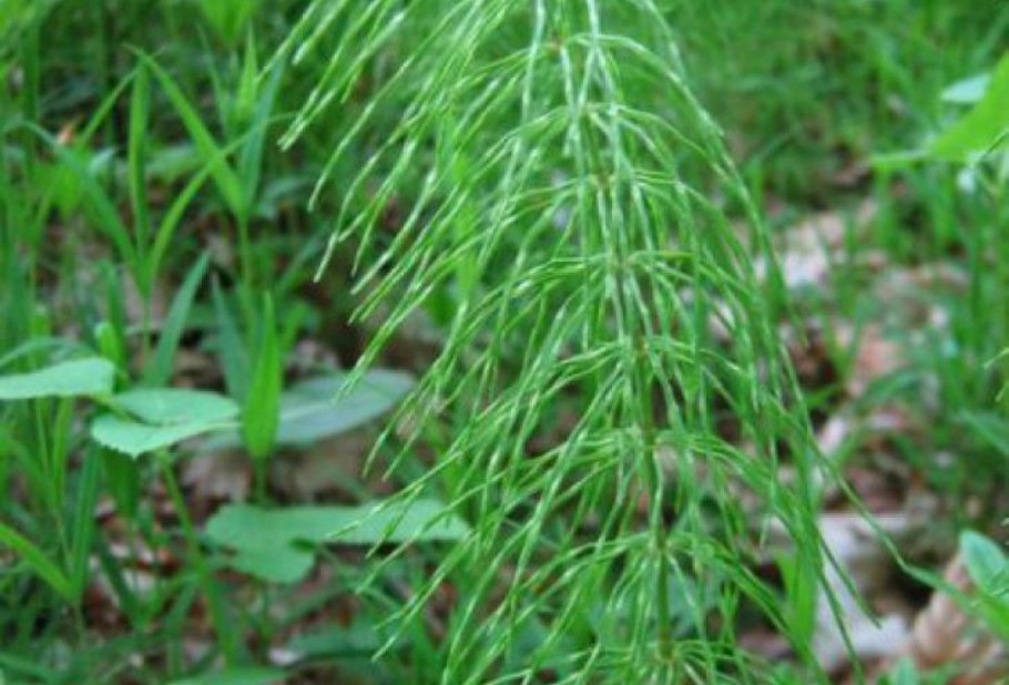 Equisetum pratense