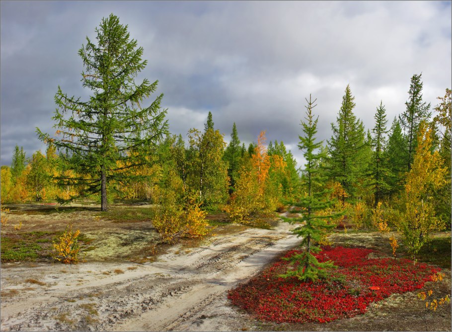 Лиственница Сибирская в лесотундре